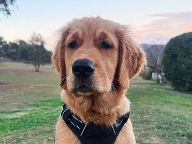 Oakover_Retrievers