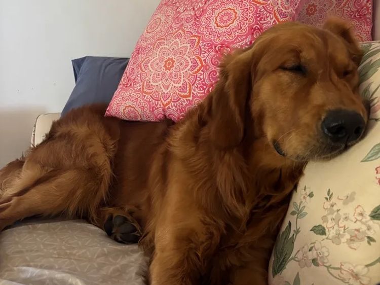 Oakover_Retrievers
