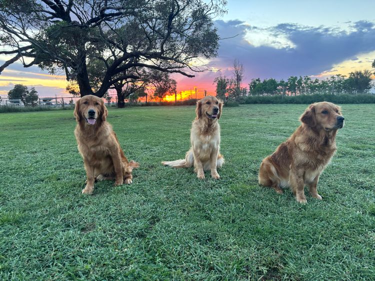 Oakover_Retrievers