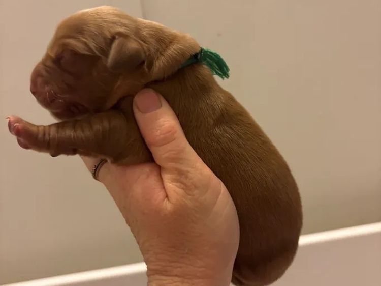 Oakover_Retrievers