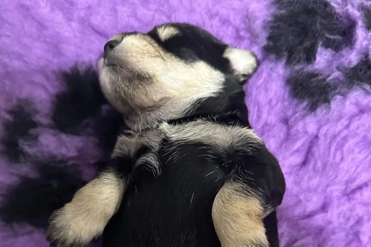 Zephunde Miniature Schnauzers