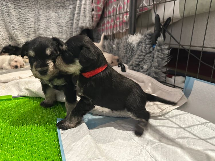 Zephunde Miniature Schnauzers
