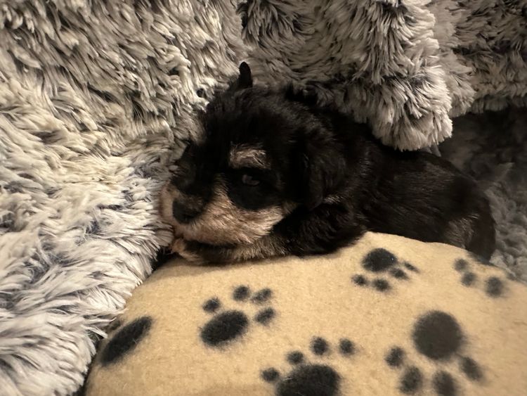 Zephunde Miniature Schnauzers
