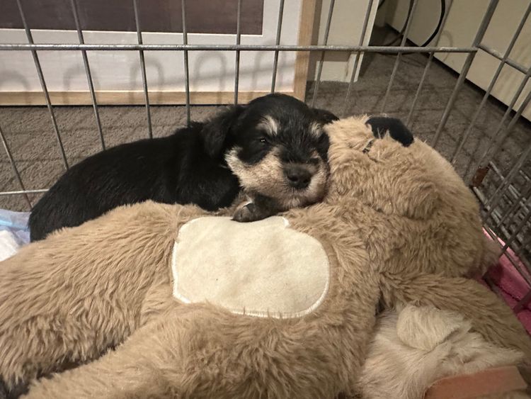 Zephunde Miniature Schnauzers
