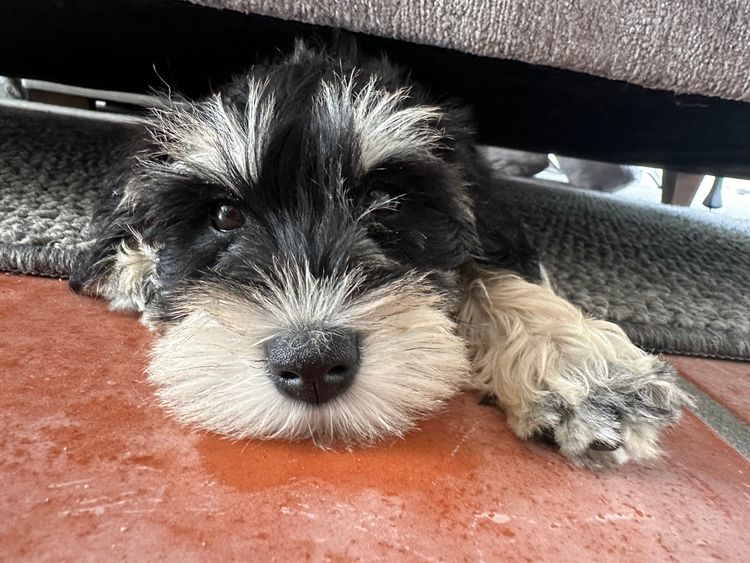 Zephunde Miniature Schnauzers