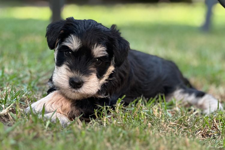 Zephunde Miniature Schnauzers
