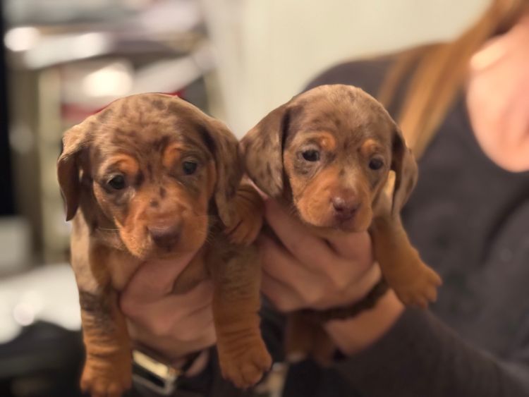 Hillstream Dachshunds
