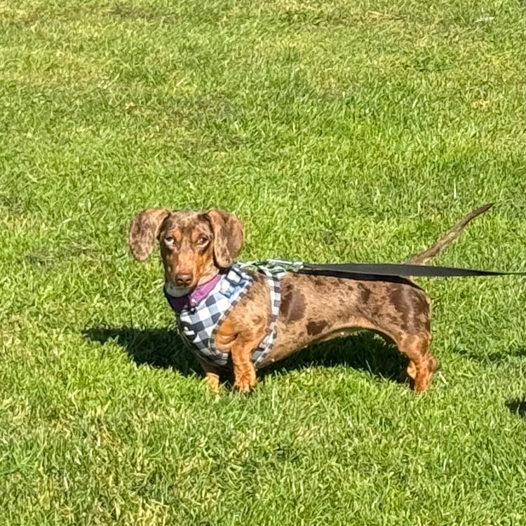 Hillstream Dachshunds