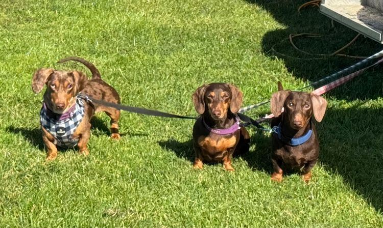 Hillstream Dachshunds
