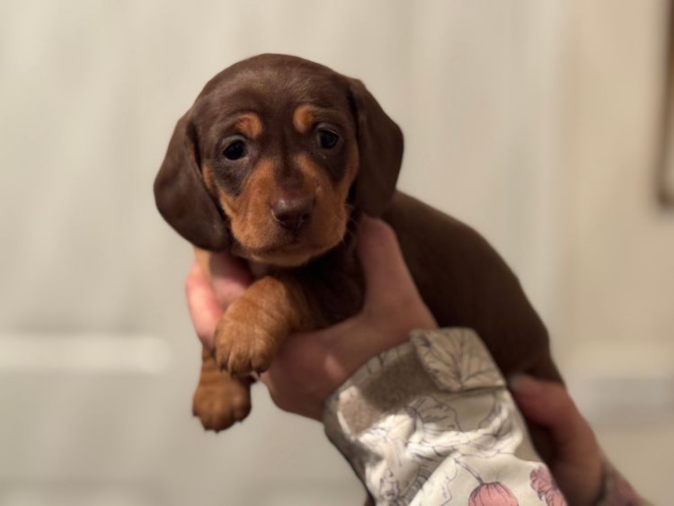 Hillstream Dachshunds