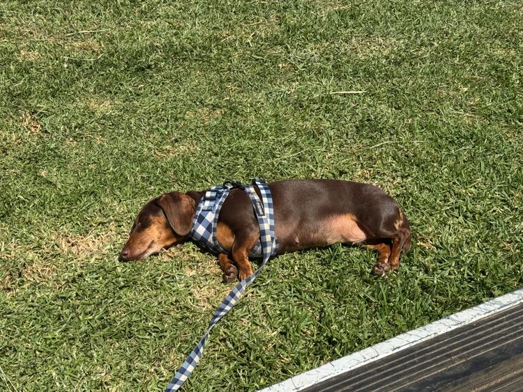 Hillstream Dachshunds