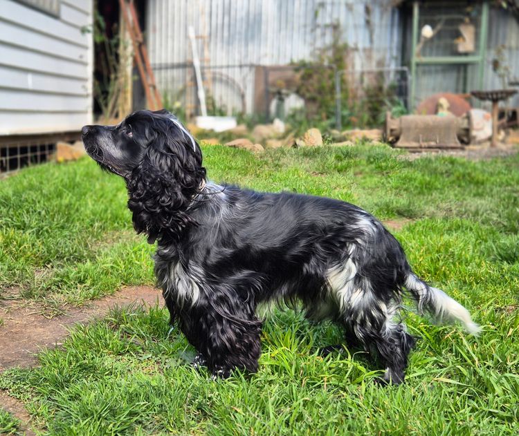 Bluegum Cocker Spaniels and Spanadors