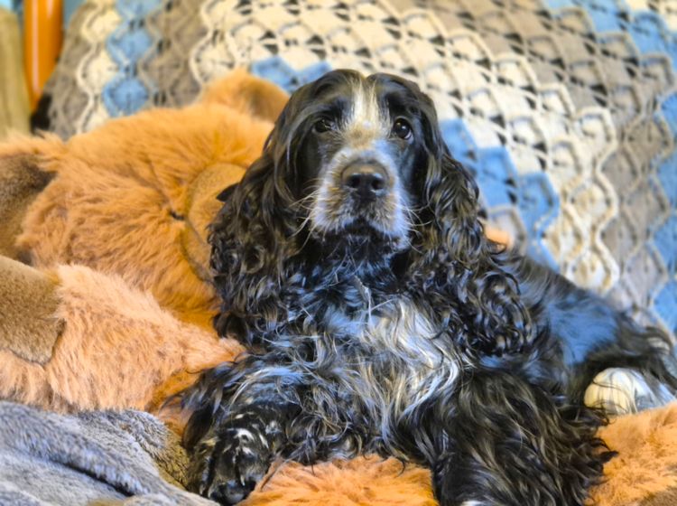 Bluegum Cocker Spaniels and Spanadors