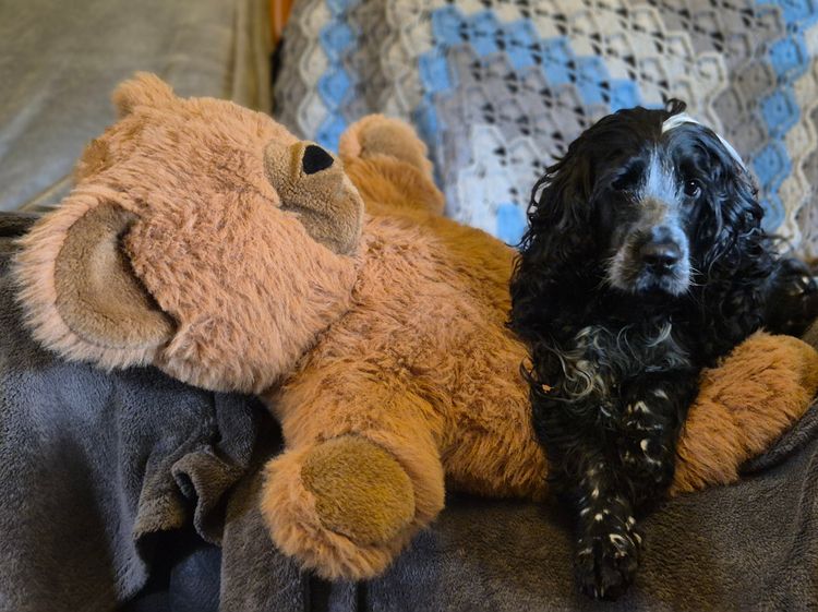 Bluegum Cocker Spaniels and Spanadors