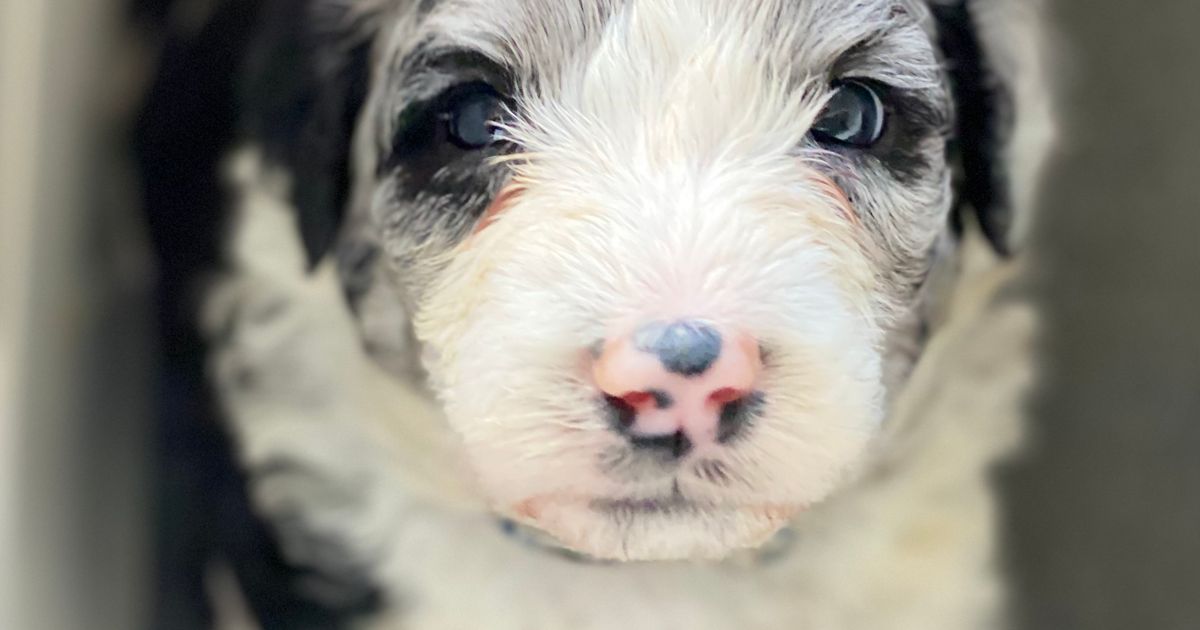 Serendipidoodle Sheepadoodles, responsible breeder in New South Wales ...