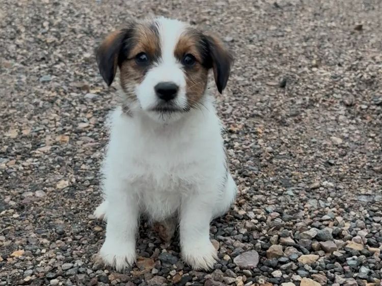Cedarjax Jack Russell Terriers