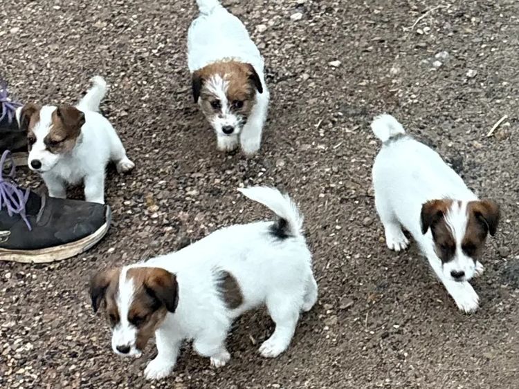 Cedarjax Jack Russell Terriers