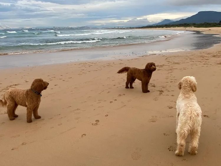 Seaside Groodles