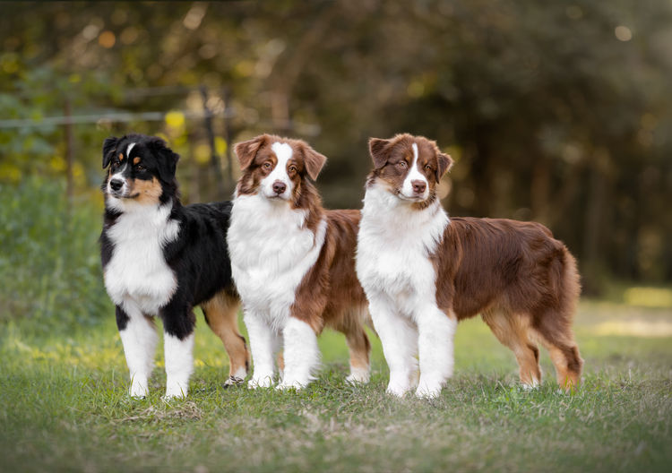 Ochaye Australian Shepherds