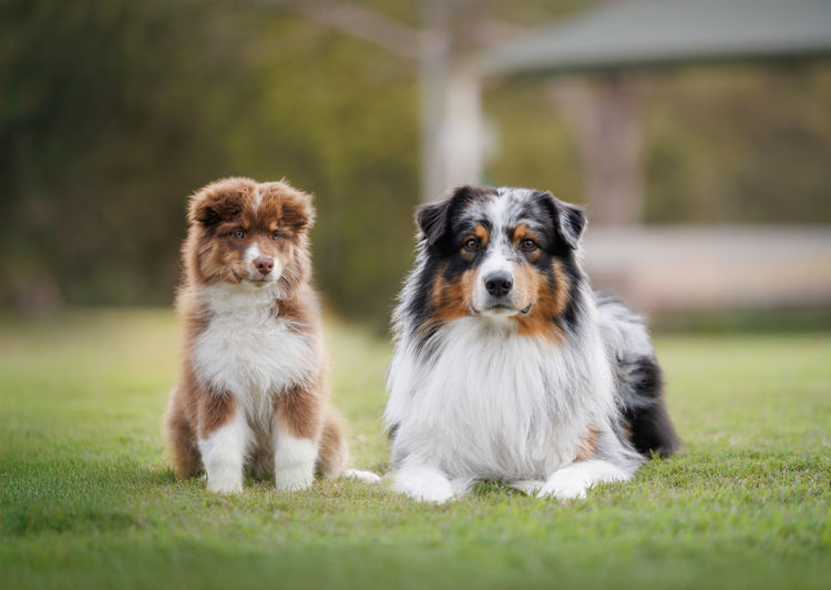 Ochaye Australian Shepherds