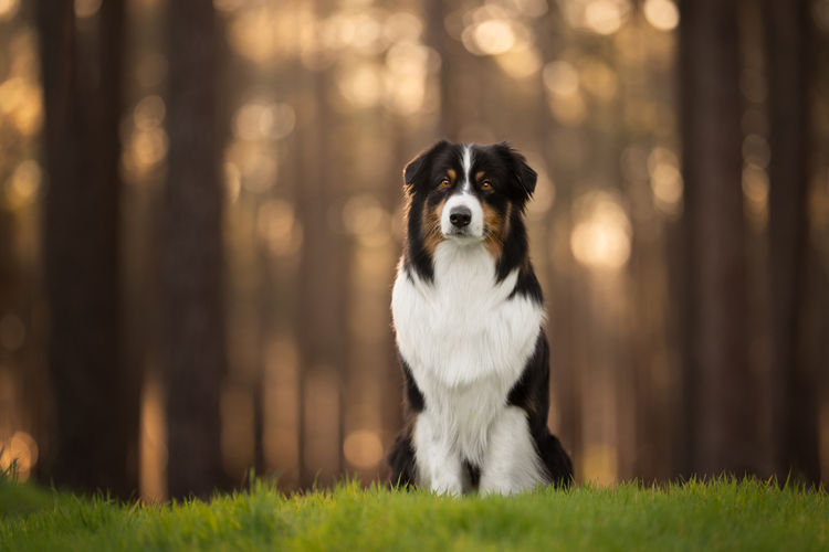 Ochaye Australian Shepherds