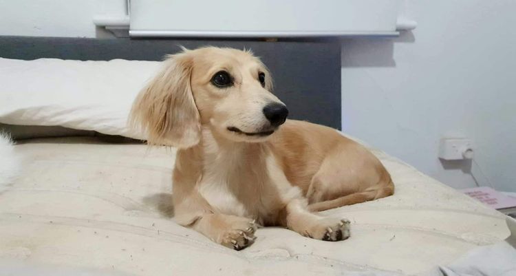 Dicanta Dachshunds