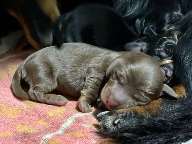 Dicanta Dachshunds