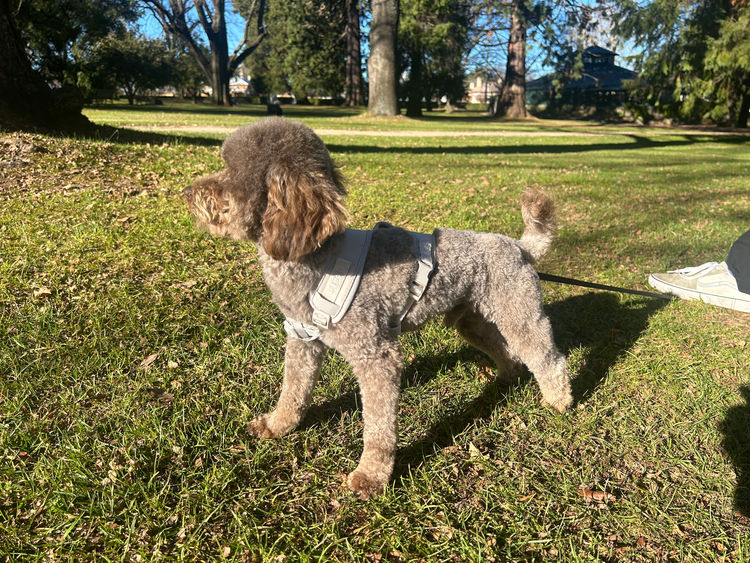Gately Family Mini Labradoodles
