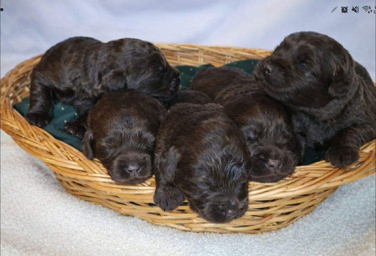 Gately Family Mini Labradoodles