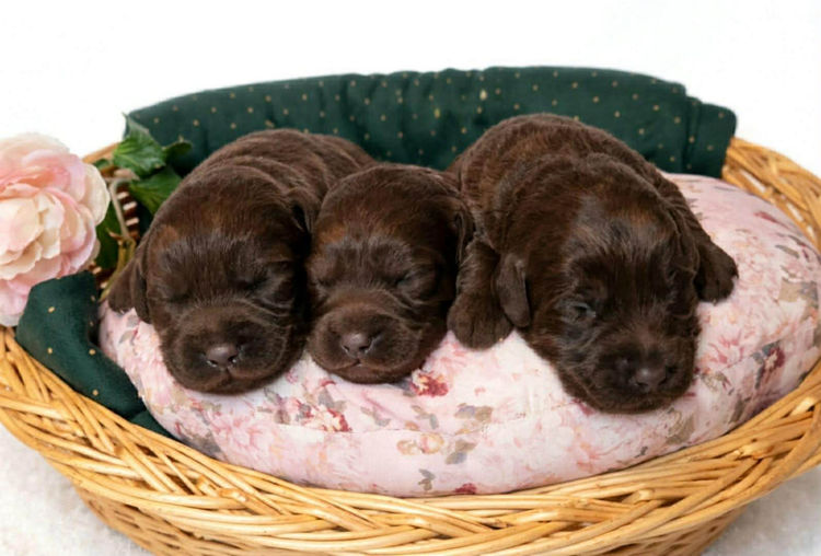 Gately Family Mini Labradoodles
