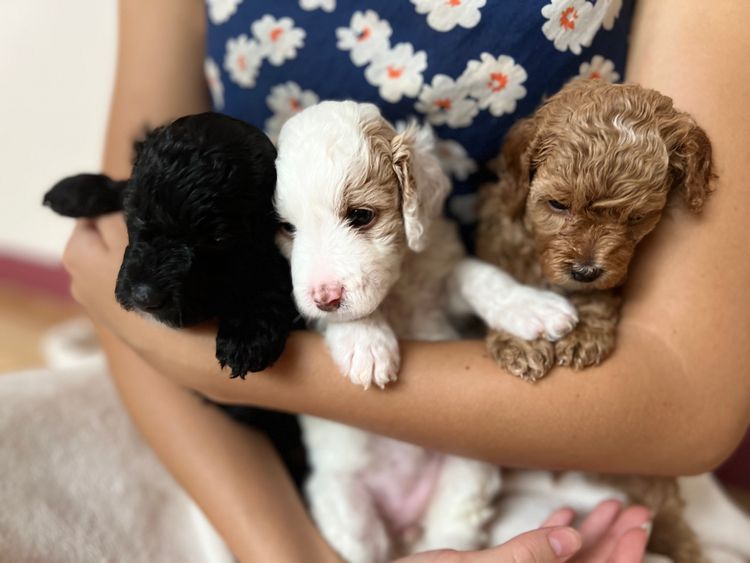 Colourful Cavoodles of Tanawha
