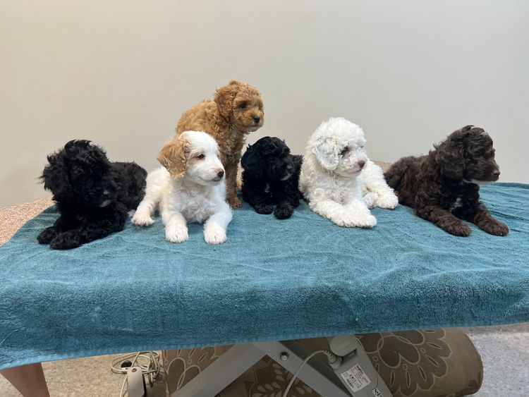 Colourful Cavoodles of Tanawha