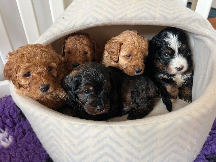 Colourful Cavoodles of Tanawha