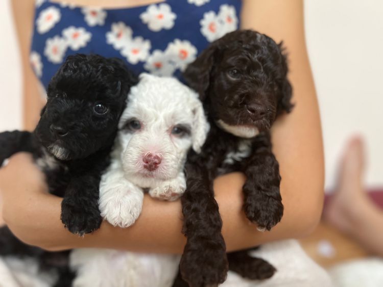 Colourful Cavoodles of Tanawha