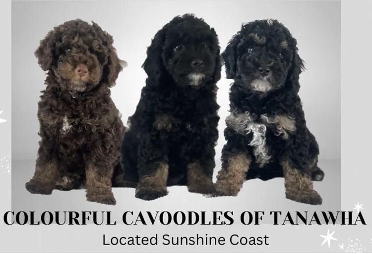 Colourful Cavoodles of Tanawha