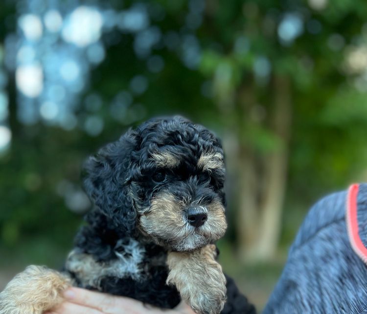Colourful Cavoodles of Tanawha