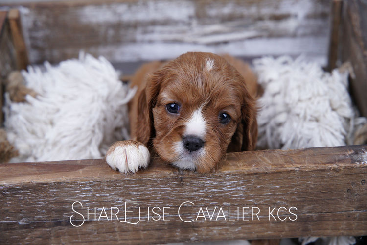 SharElise Cavalier King Charles Spaniels
