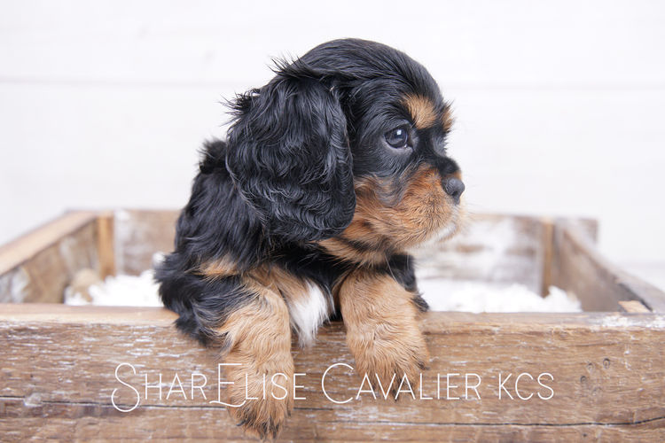 SharElise Cavalier King Charles Spaniels