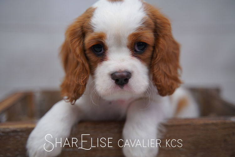 SharElise Cavalier King Charles Spaniels