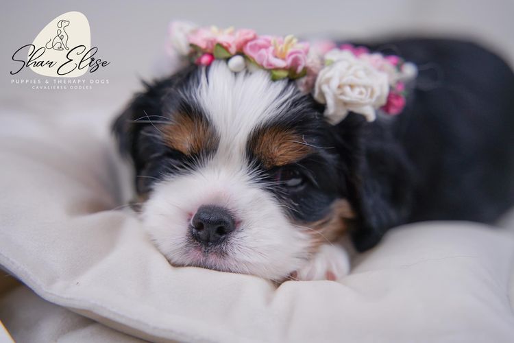 SharElise Cavalier King Charles Spaniels