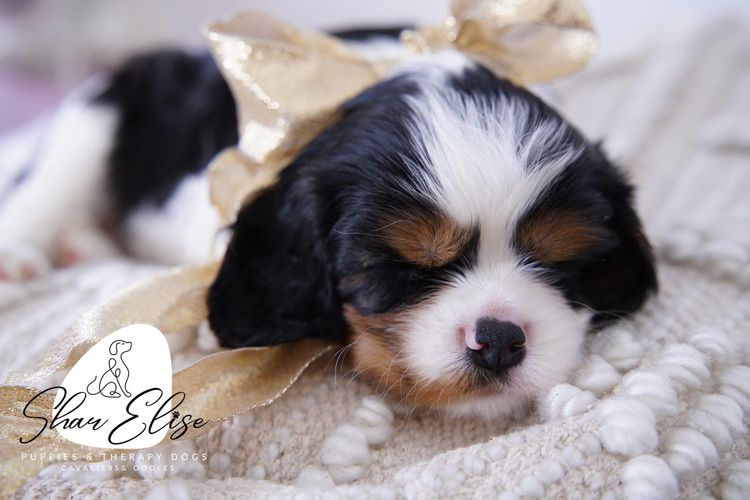 SharElise Cavalier King Charles Spaniels