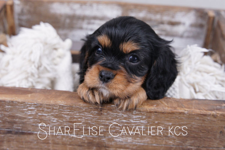 SharElise Cavalier King Charles Spaniels