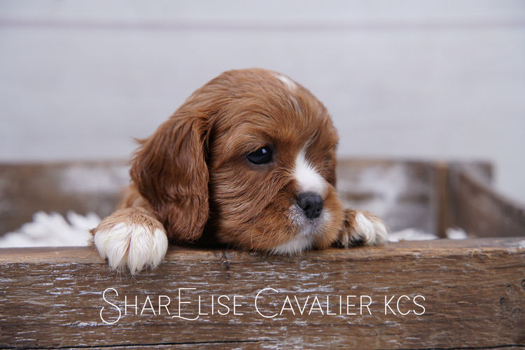 SharElise Cavalier King Charles Spaniels