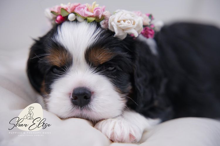 SharElise Cavalier King Charles Spaniels