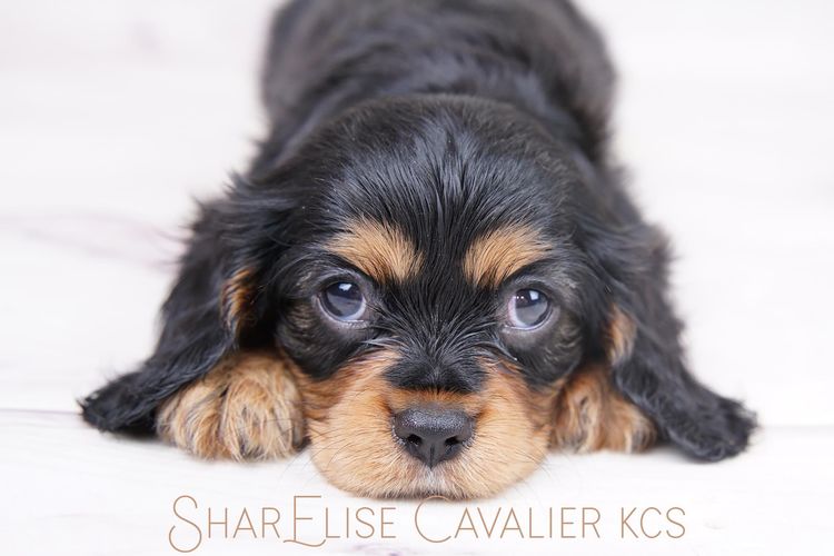 SharElise Cavalier King Charles Spaniels