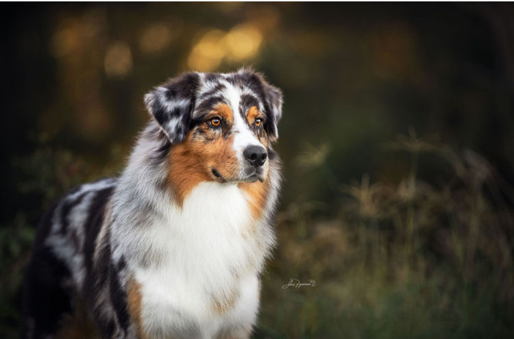 Gemelo Australian Shepherds