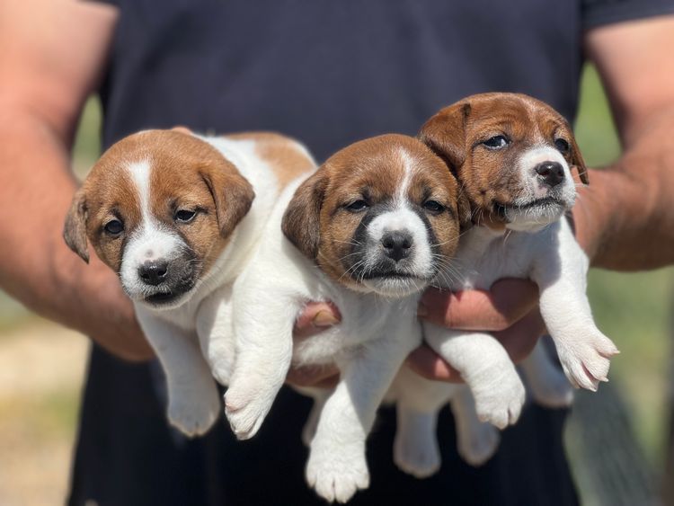 Hayjack Jack Russells