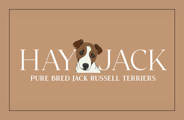 Hayjack Jack Russells