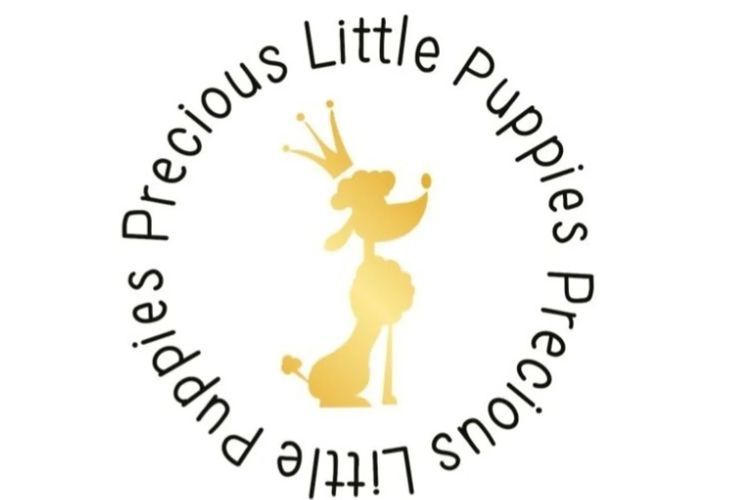 Precious Little Puppies - Toy Poodles