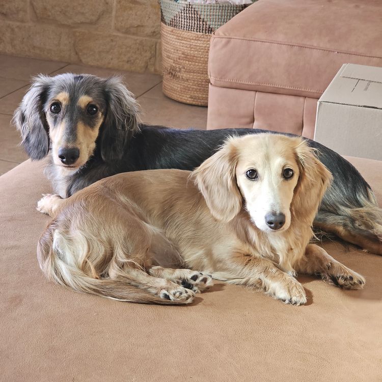 Dashwood Dachshunds